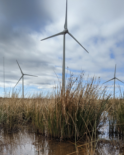 wind farm view