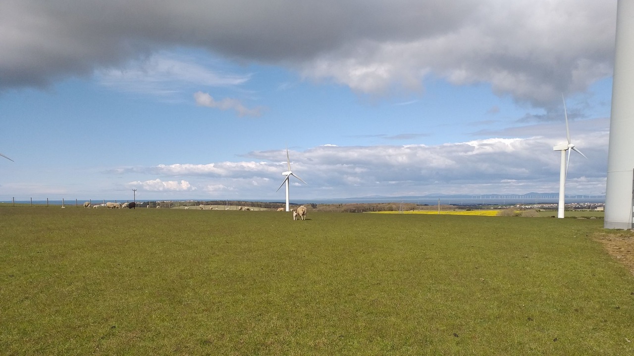Wind farm with sheep